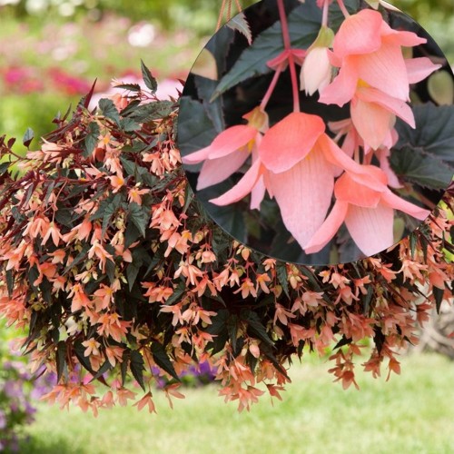 Begonia boliviensis 'Bellavista® Dark Leaf Salmon' - Boliivia begoonia 'Bellavista® Dark Leaf Salmon' P9/0,55L